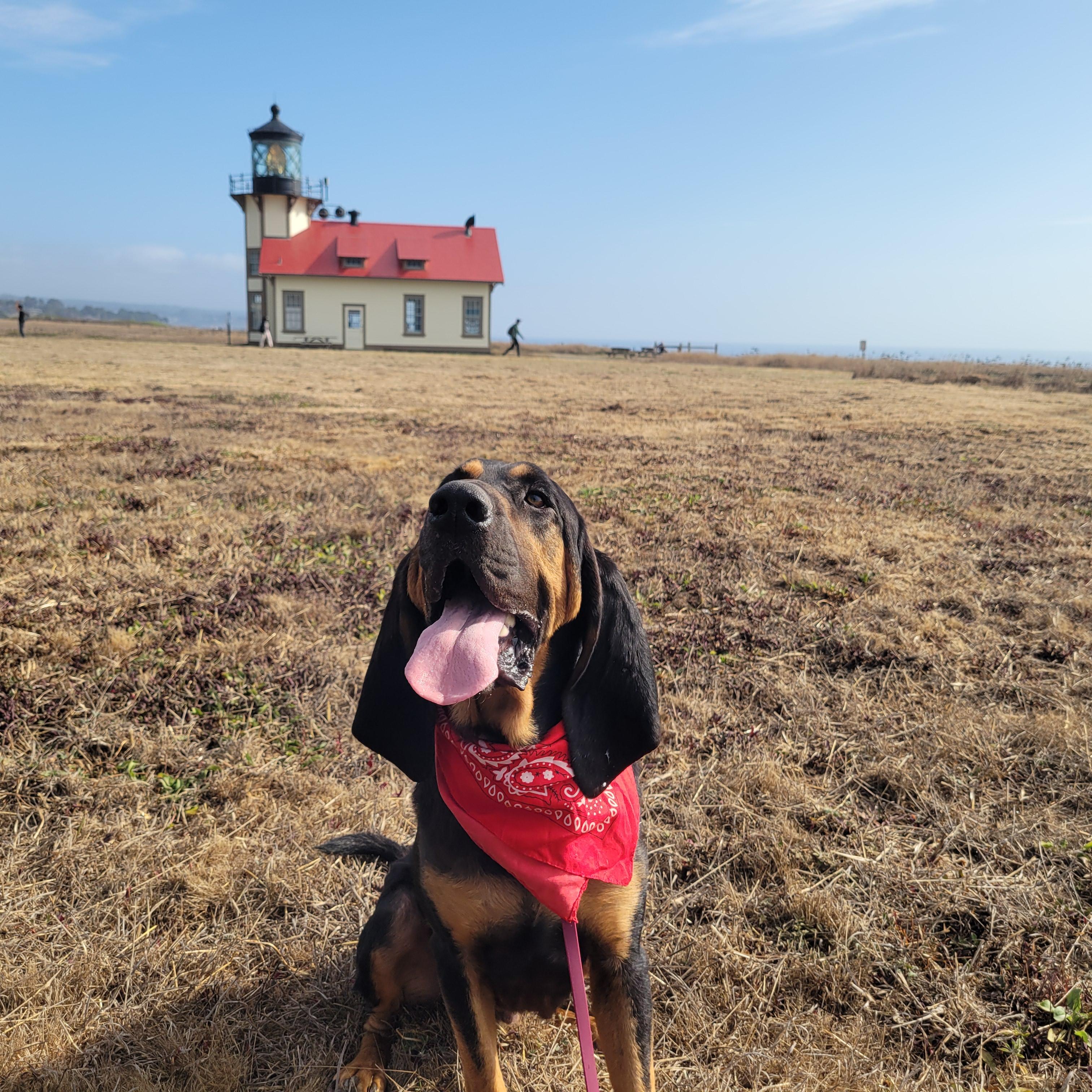 Brewster, a Adopted mixed breed in Santa Rosa, CA image 5/5