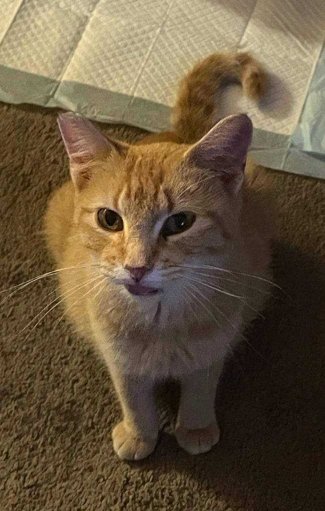 Enlarge Peaches, a Adoptable mixed breed in Owatonna, MN image 1/1