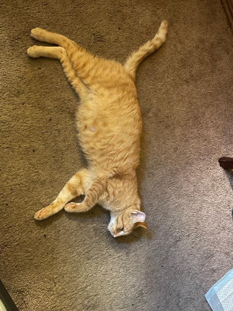 Enlarge Peaches, a Adoptable mixed breed in Owatonna, MN image 2/5