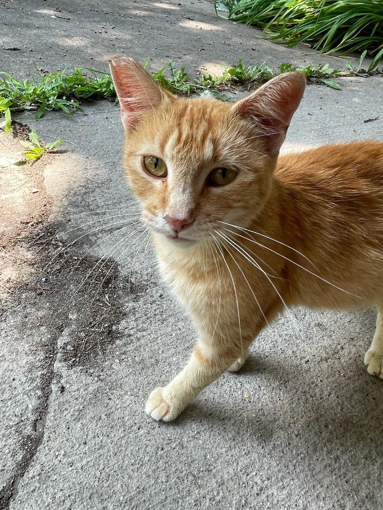 Enlarge Peaches, a Adoptable mixed breed in Owatonna, MN image 3/5