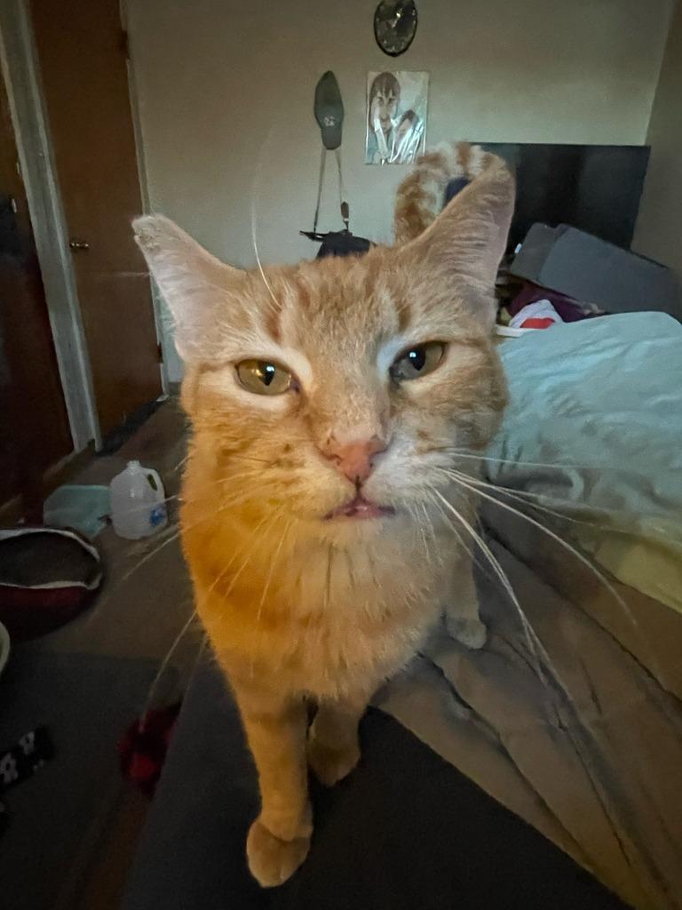 Enlarge Peaches, a Adoptable mixed breed in Owatonna, MN image 4/5