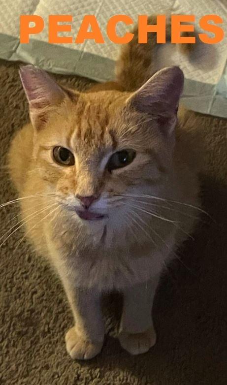 Enlarge Peaches, a Adoptable mixed breed in Owatonna, MN image 5/5