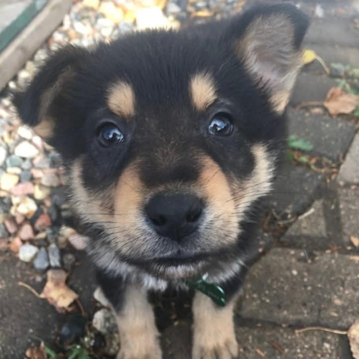 Kit Kat pending adoption, a Adoptable mixed breed in Saskatoon, SK image 4/6