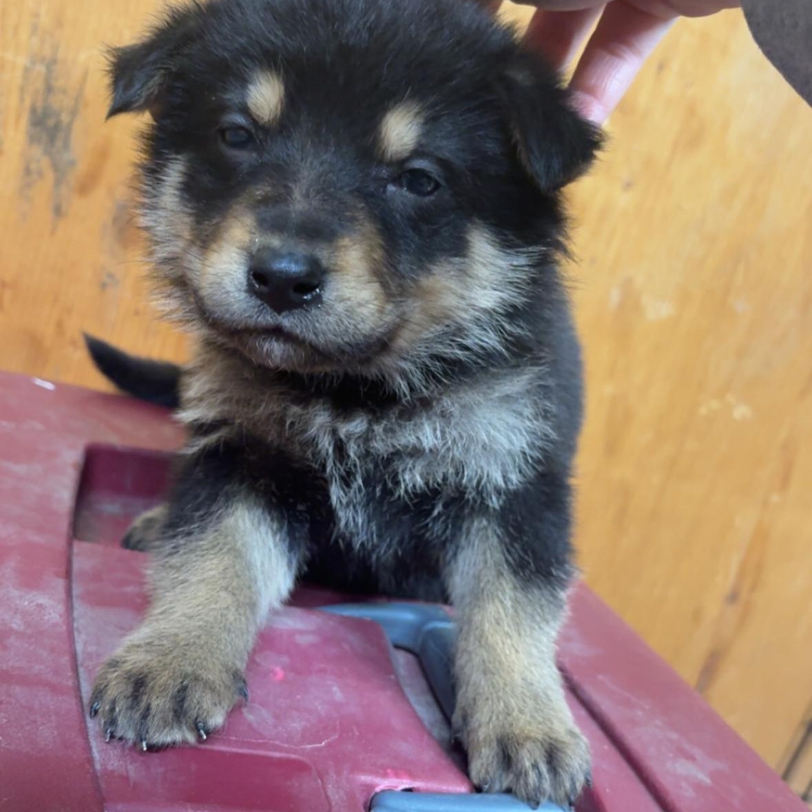 Kit Kat pending adoption, a Adoptable mixed breed in Saskatoon, SK image 6/6