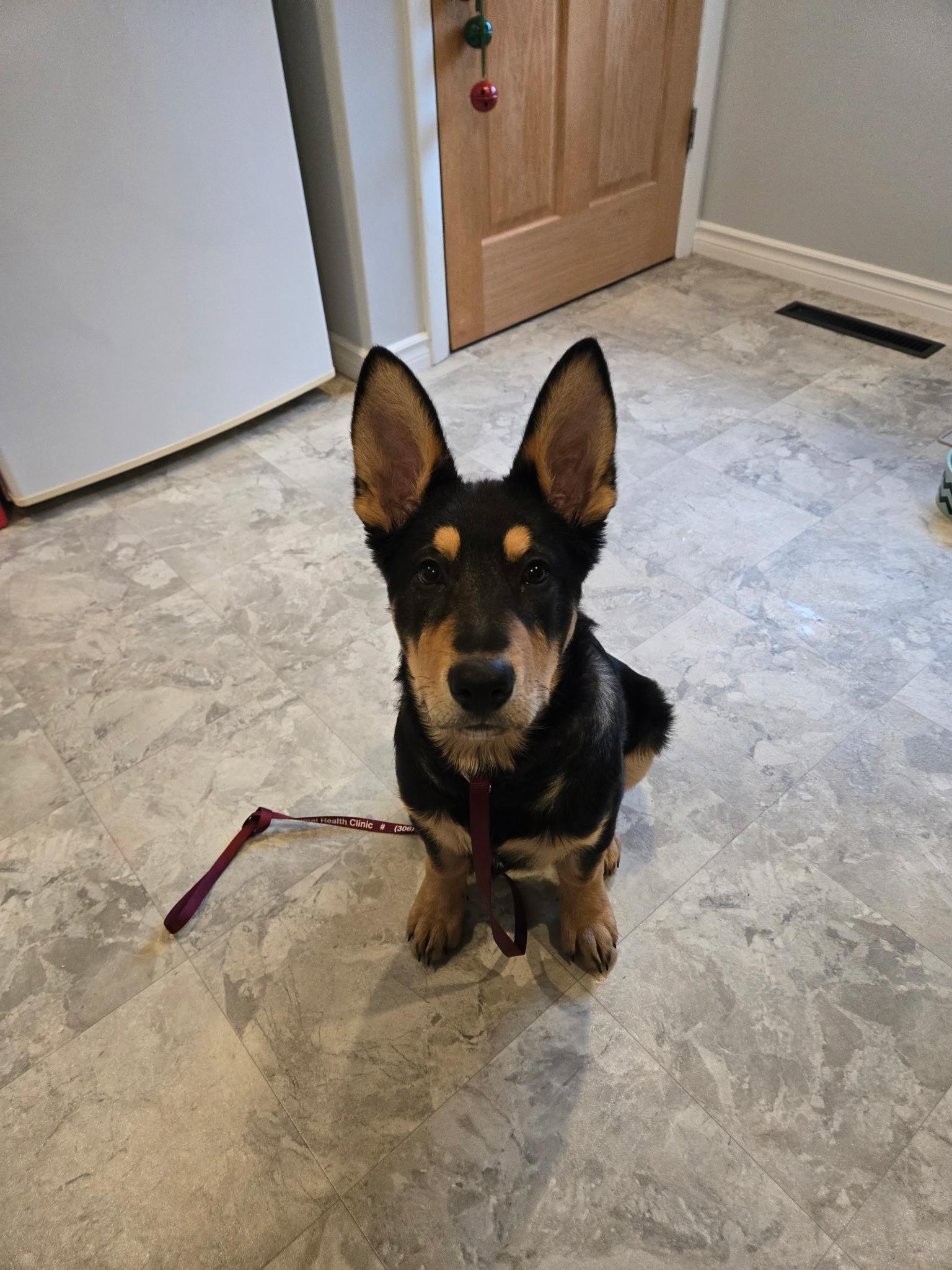 Kit Kat, adoptable, Puppy Male Mixed Breed.