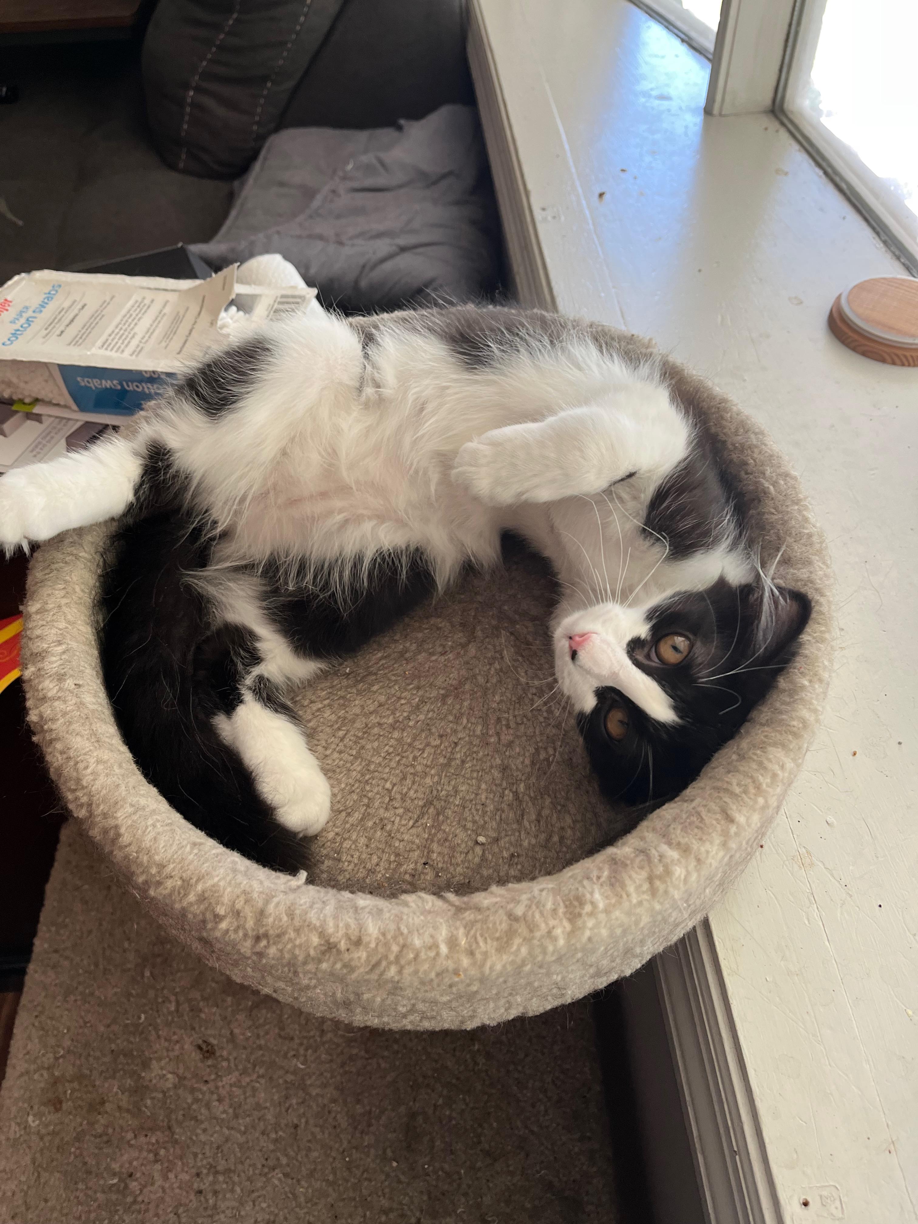 Enlarge Julian, a Adoptable Domestic Medium Hair in Richmond, KY image 5/6