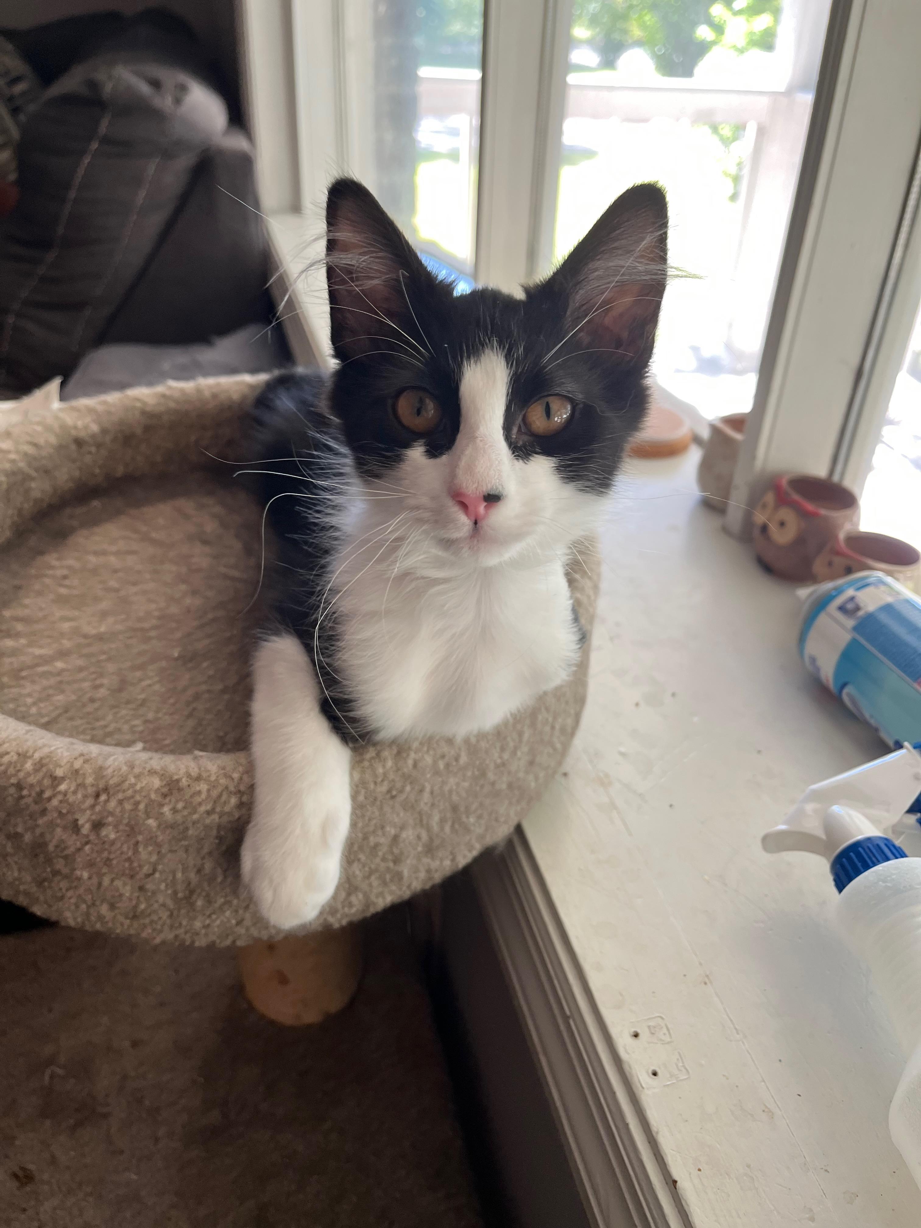 Enlarge Julian, a Adoptable Domestic Medium Hair in Richmond, KY image 4/6