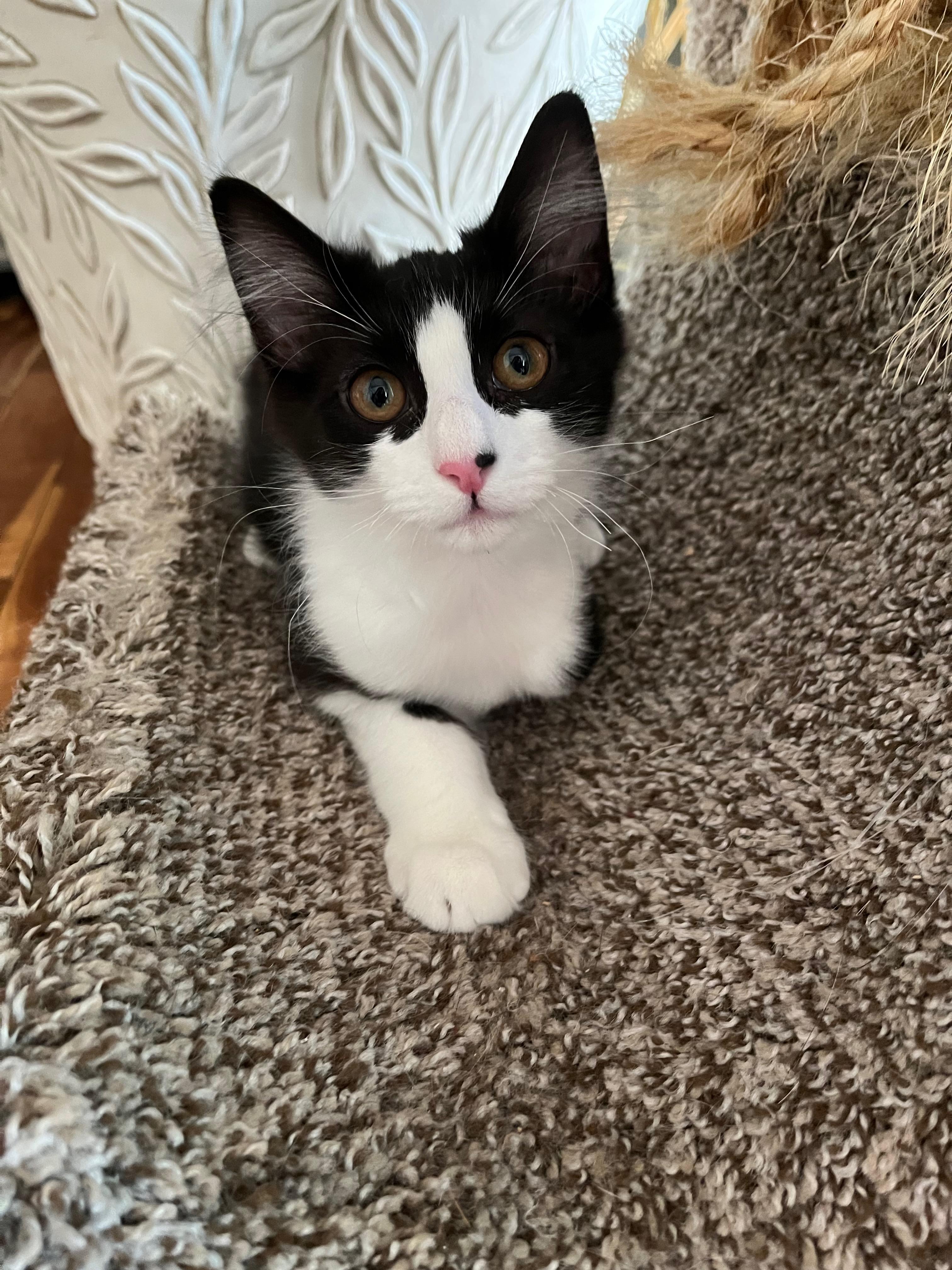 Enlarge Julian, a Adoptable Domestic Medium Hair in Richmond, KY image 3/6