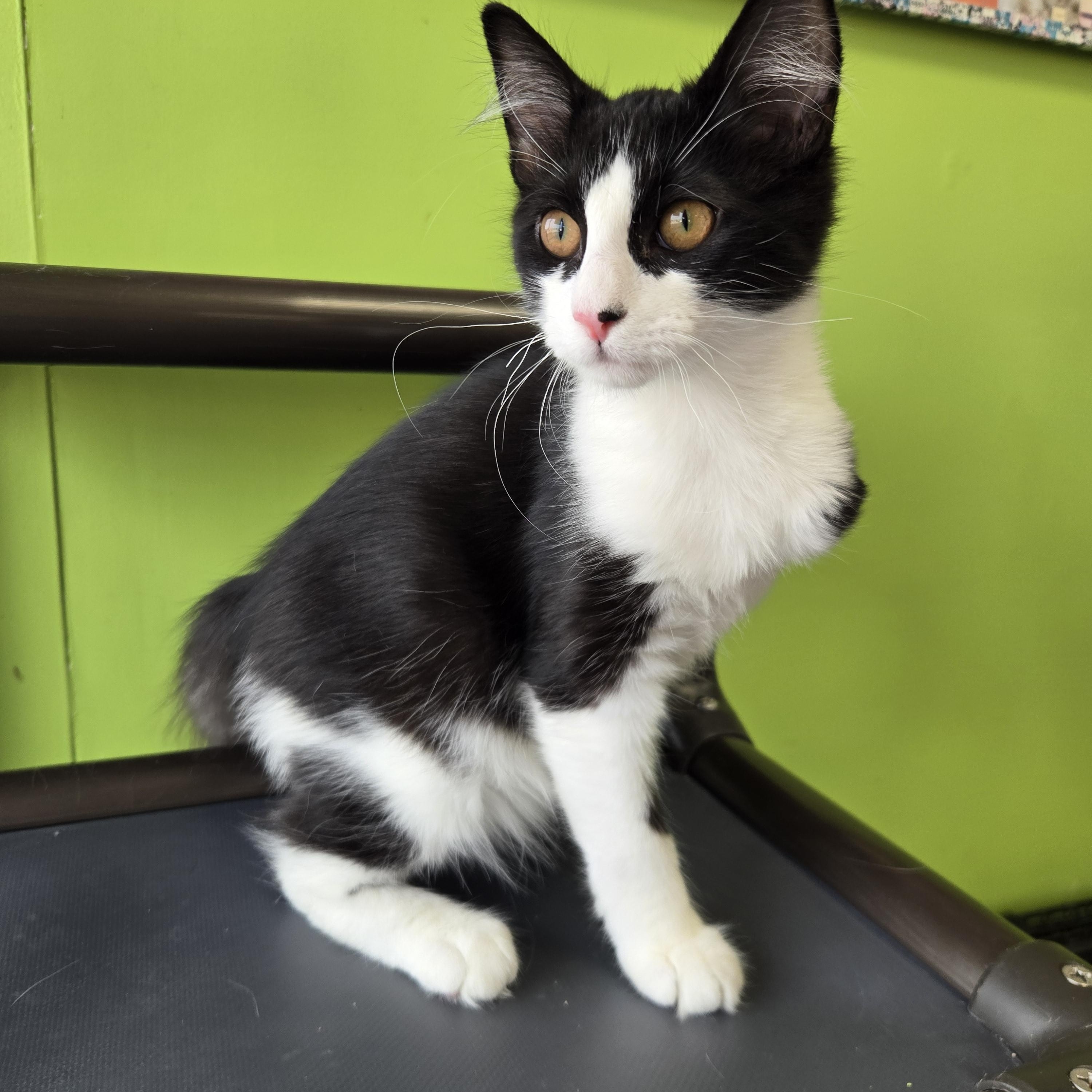 Julian, Adoptable, Kitten Male Domestic Medium Hair.