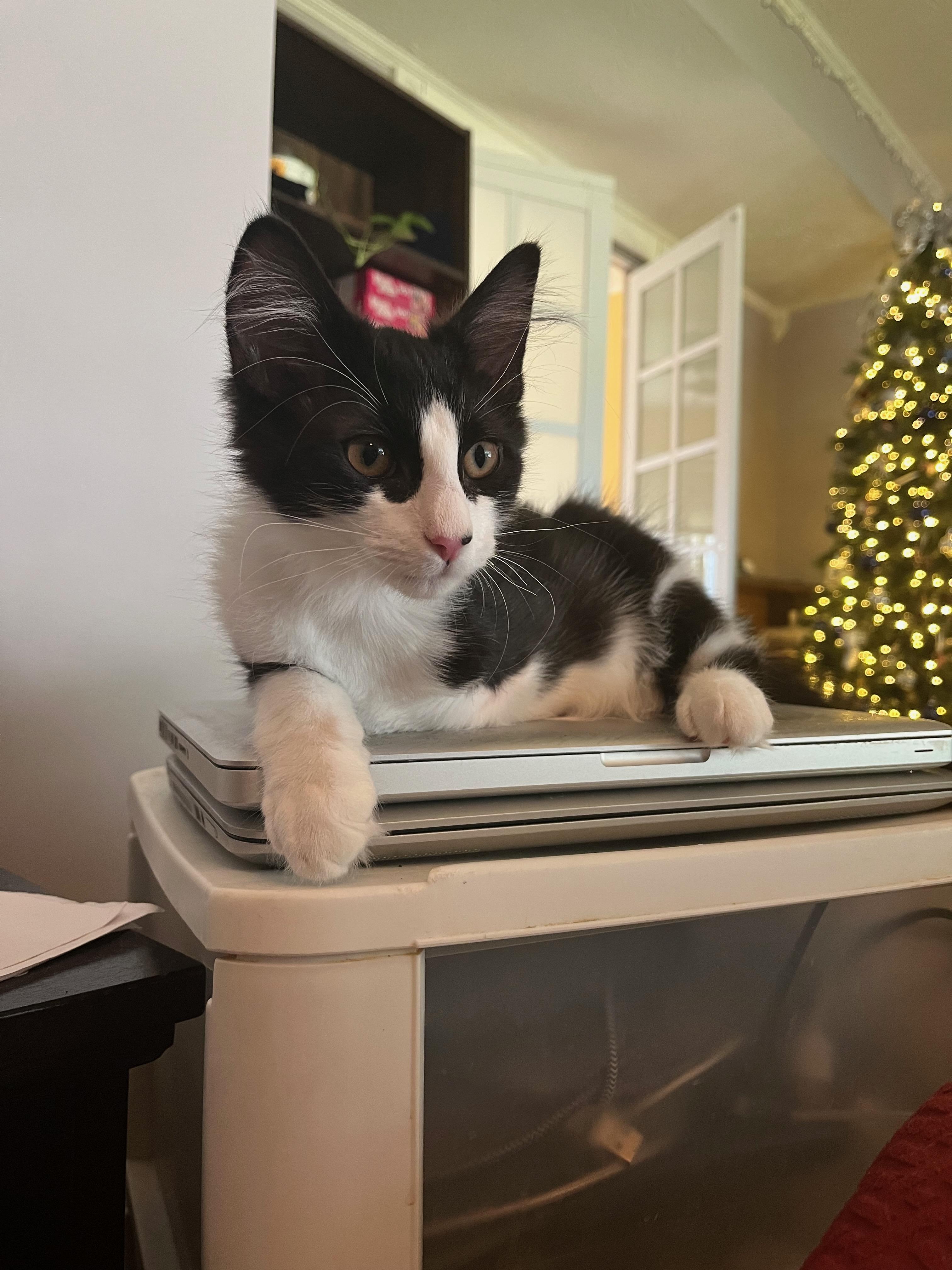 Enlarge Julian, a Adoptable Domestic Medium Hair in Richmond, KY image 2/6