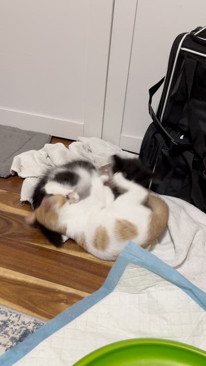Enlarge Julian, a Adoptable Domestic Medium Hair in Richmond, KY video 6/6