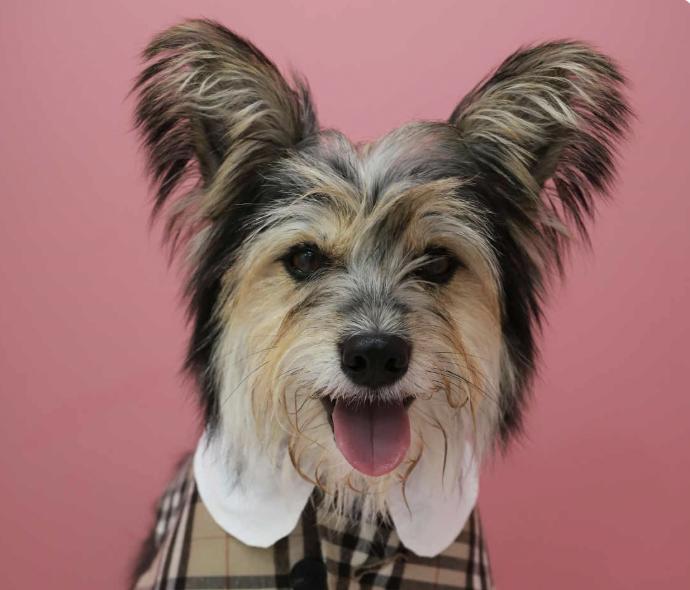 Tommy, Adoptable, Adult Male Papillon & Terrier.