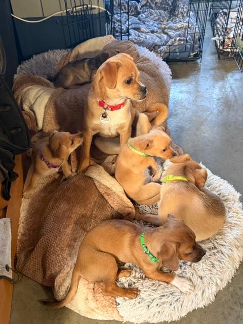 Enlarge Bill, a Adoptable mixed breed in clayton , CA image 4/4