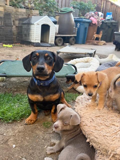 Enlarge Bill, a Adoptable mixed breed in clayton , CA image 3/4