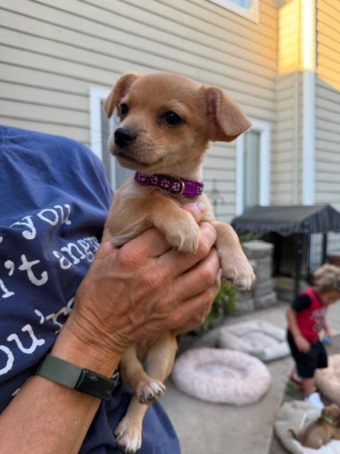 Enlarge Bill, a Adoptable mixed breed in clayton , CA image 2/4