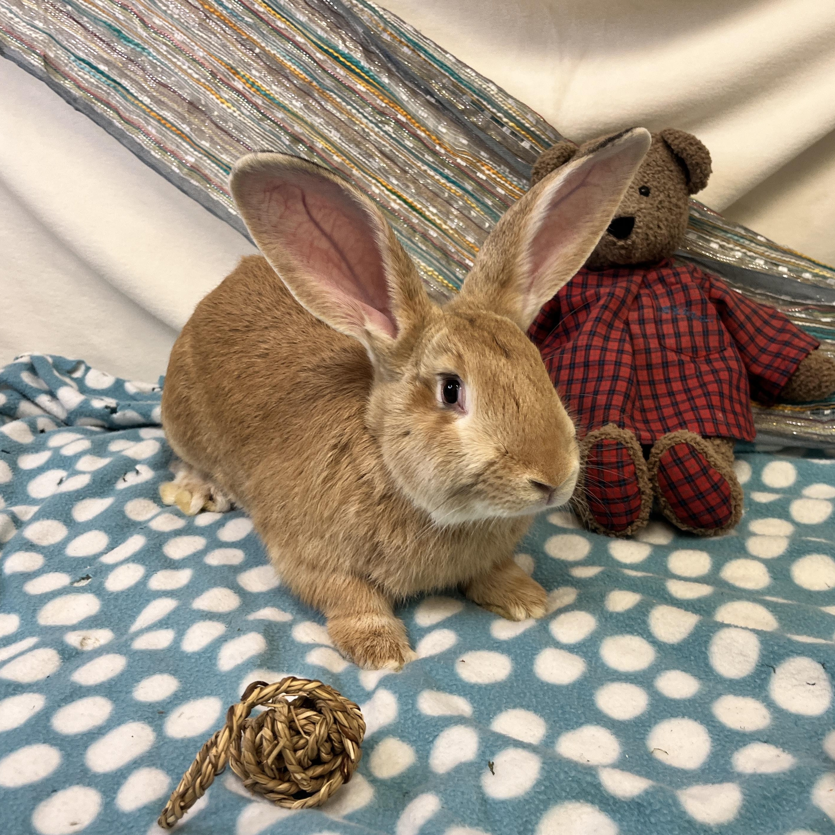 Enlarge Rowan, an adoptable mixed breed in Oakland, CA image 4/6