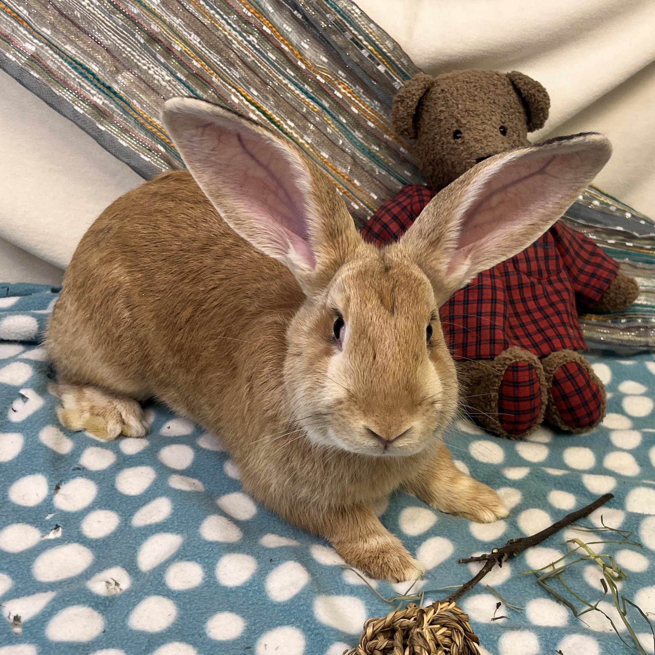 Enlarge Rowan, an adoptable mixed breed in Oakland, CA image 1/6