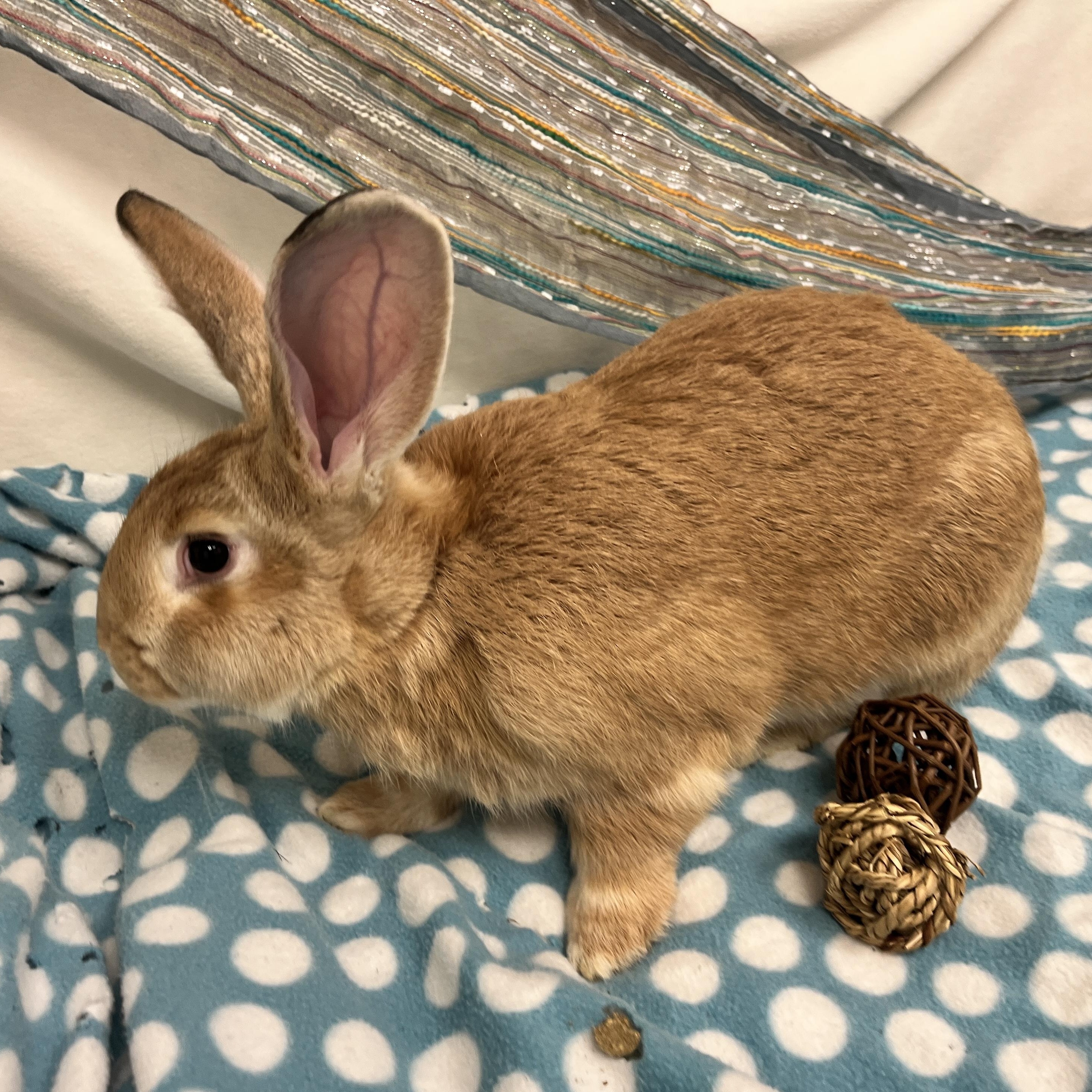 Enlarge Rowan, an adoptable mixed breed in Oakland, CA image 2/6