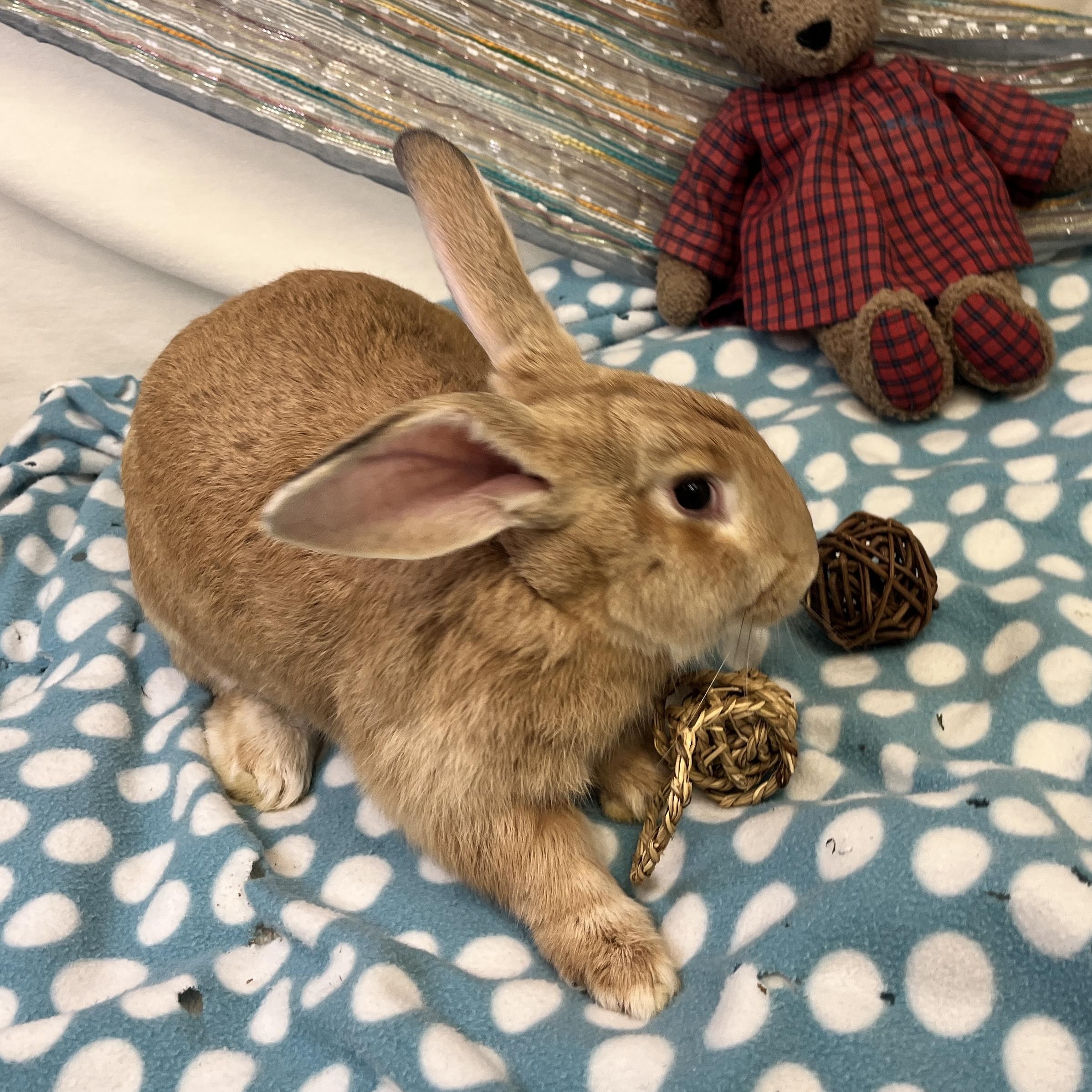 Enlarge Rowan, an adoptable mixed breed in Oakland, CA image 3/6