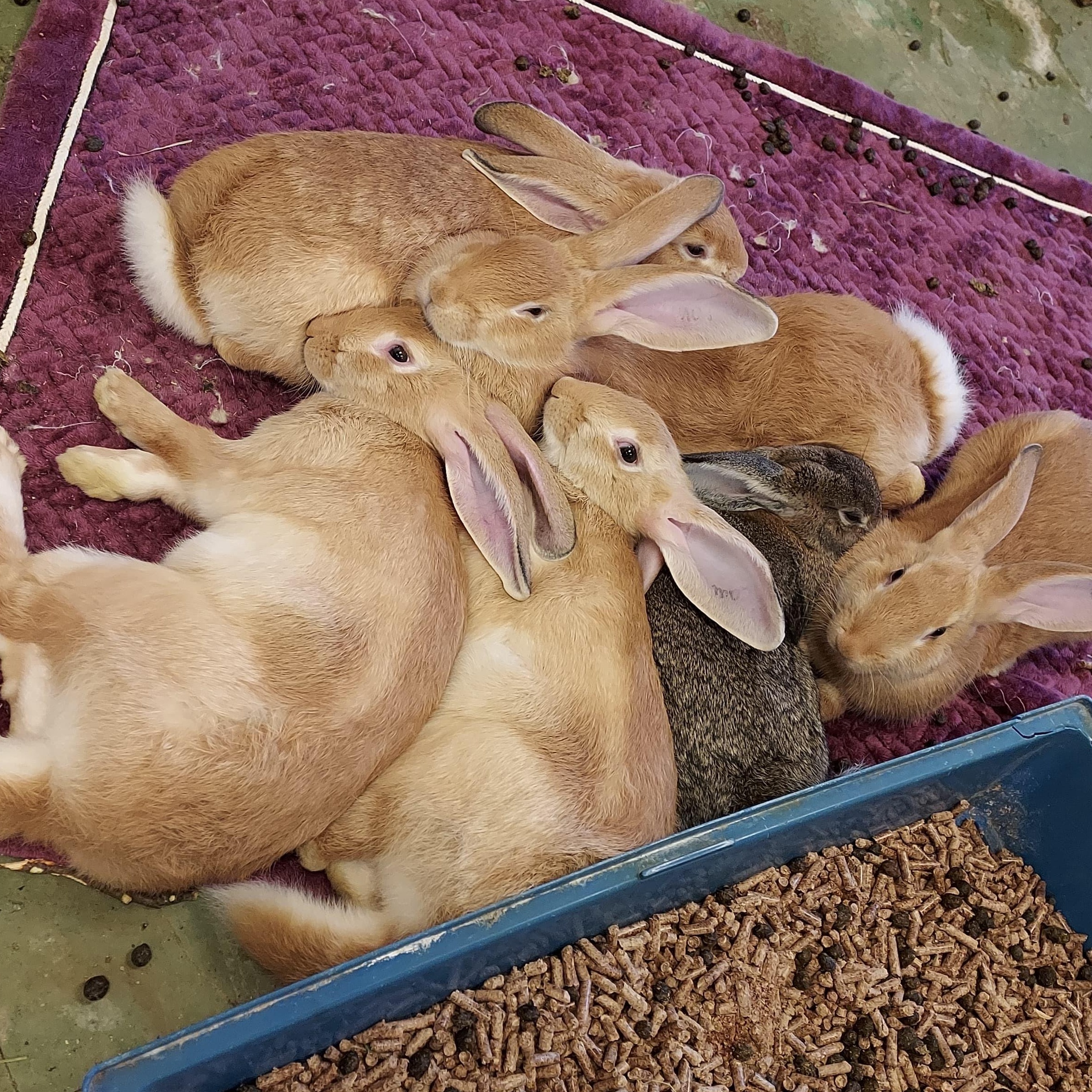 Enlarge Rowan, an adoptable mixed breed in Oakland, CA image 6/6