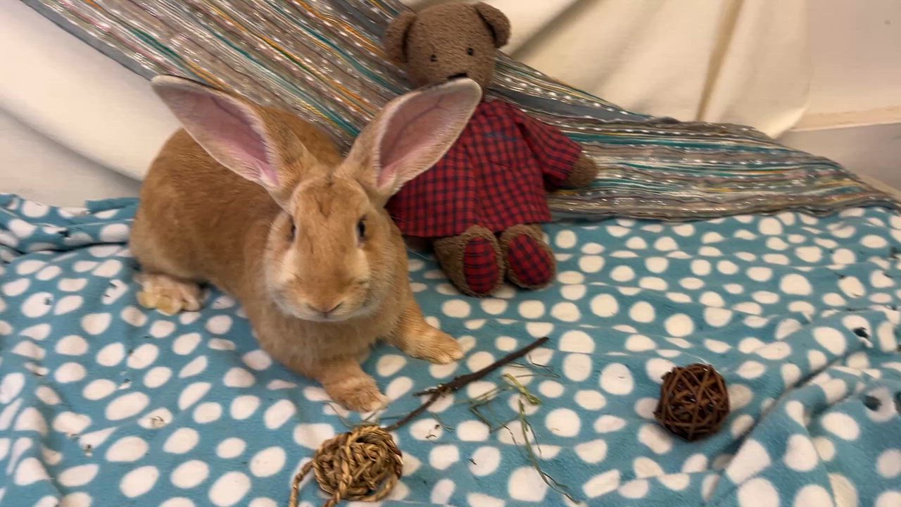 Enlarge Rowan, an adoptable mixed breed in Oakland, CA video 5/6