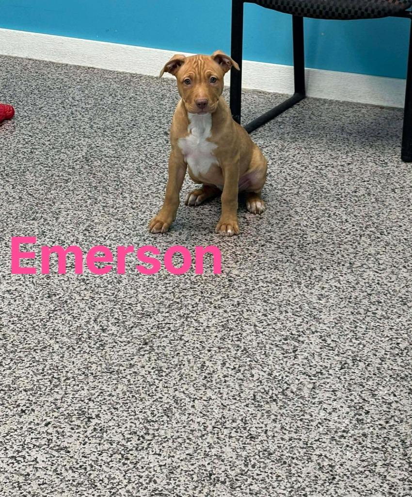 Emerson, Adopted, Puppy Female Pit Bull Terrier.