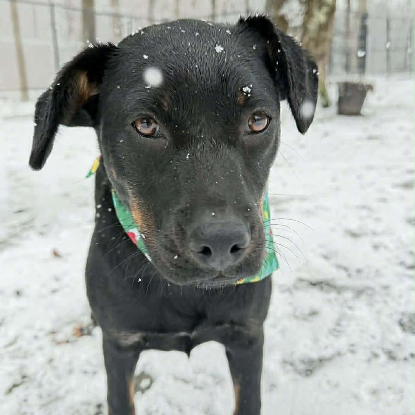 Enlarge Leigha, a Adoptable mixed breed in Argyle, NY image 1/6