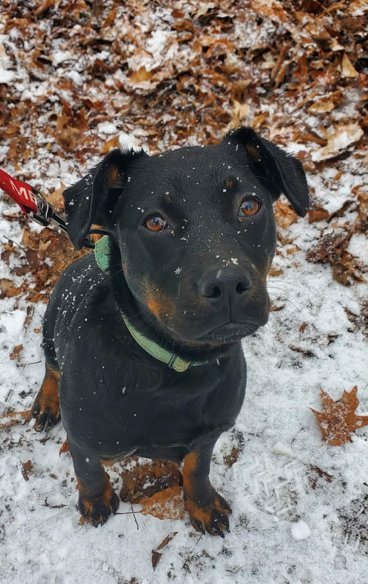 Enlarge Leigha, a Adoptable mixed breed in Argyle, NY image 6/6