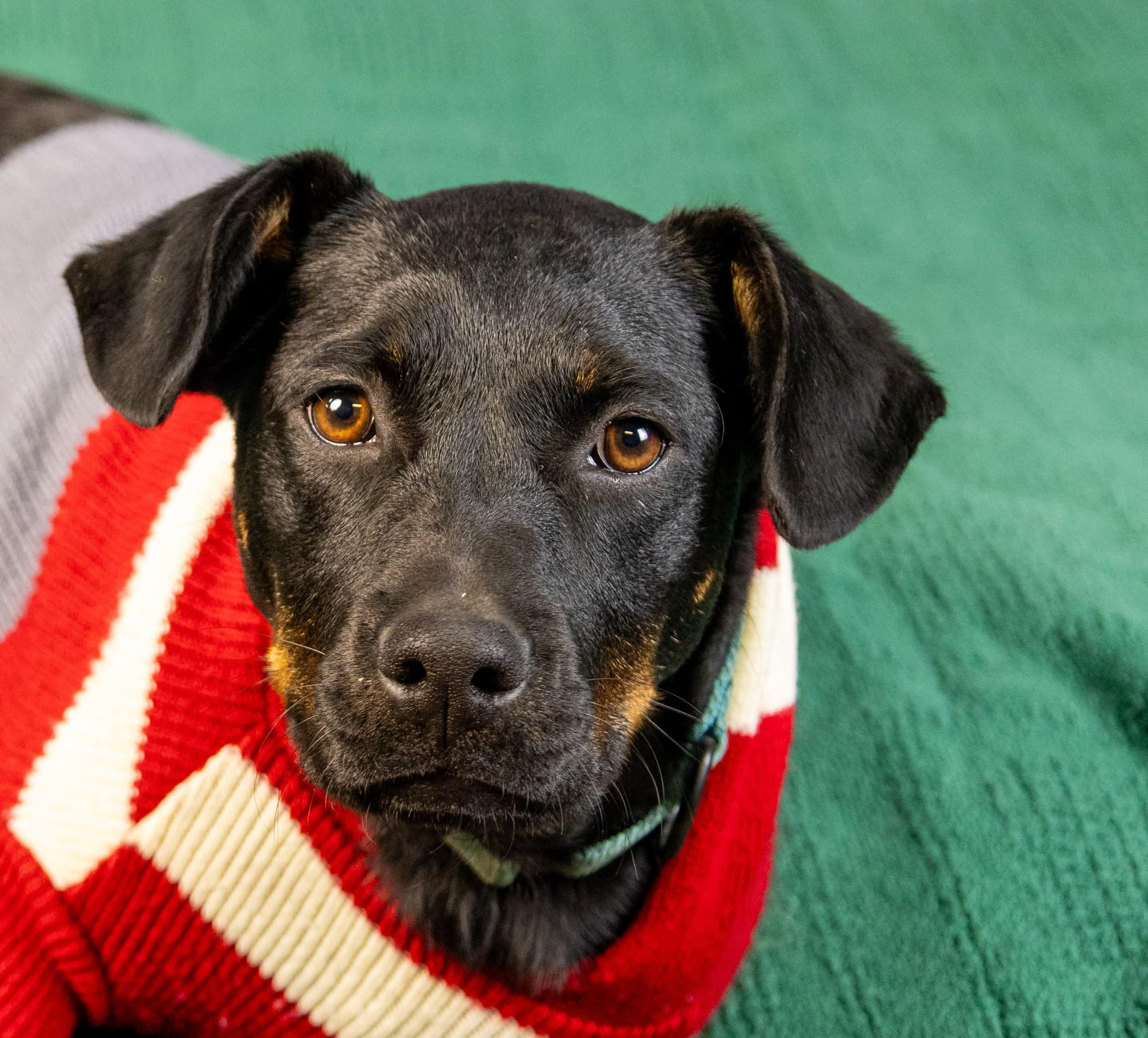 Enlarge Leigha, a Adoptable mixed breed in Argyle, NY image 4/6