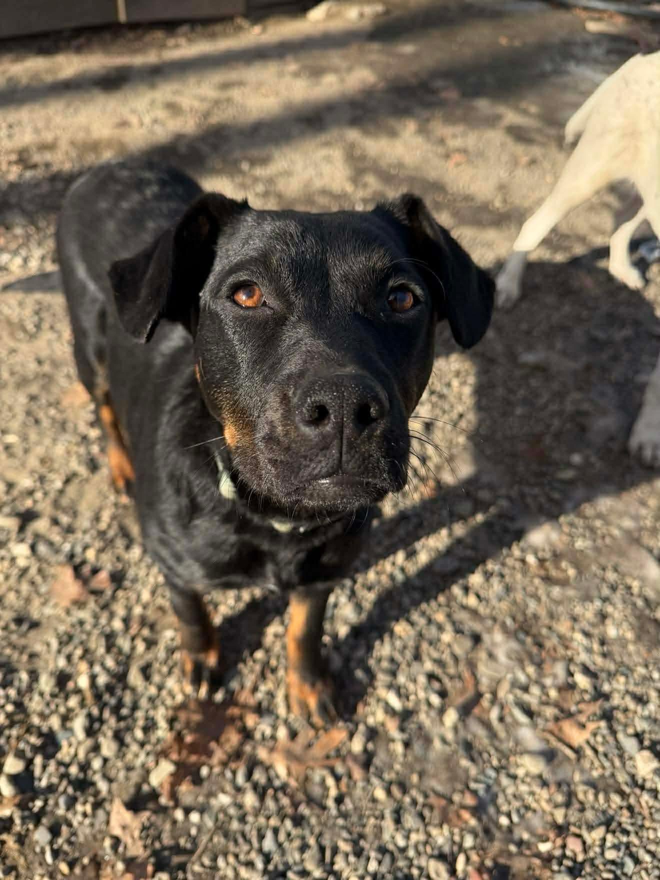 Enlarge Leigha, a Adoptable mixed breed in Argyle, NY image 2/6