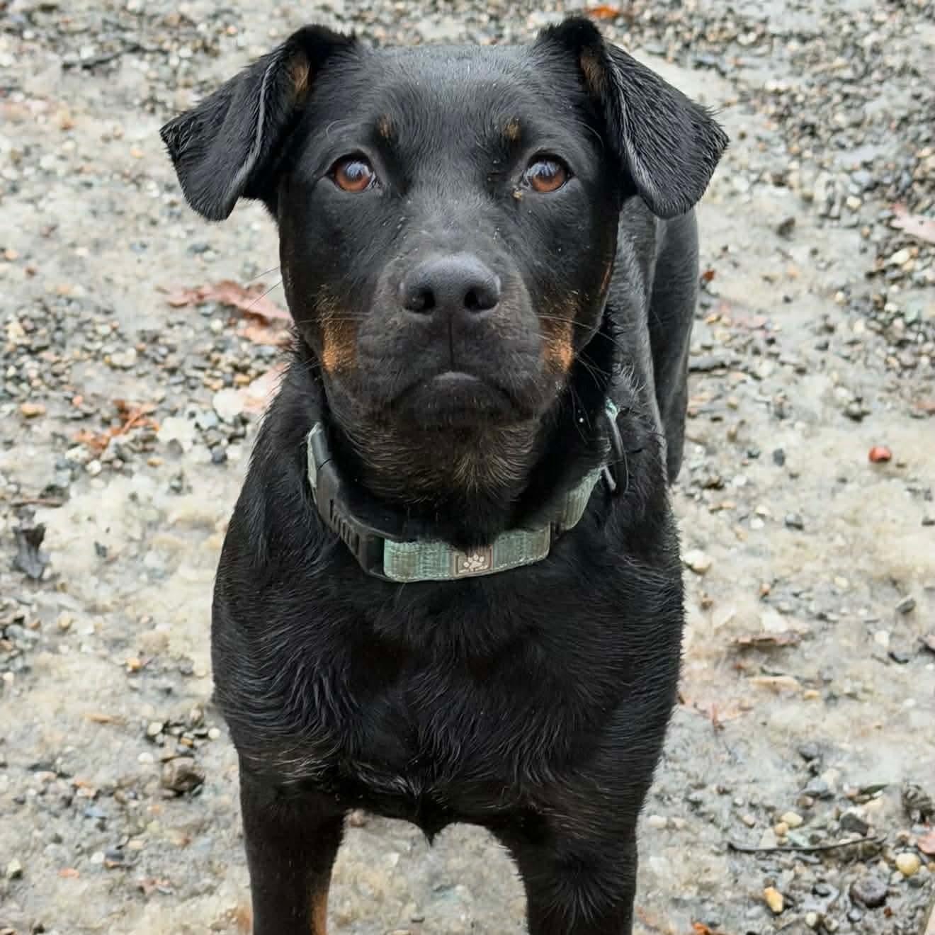 Enlarge Leigha, a Adoptable mixed breed in Argyle, NY image 3/6