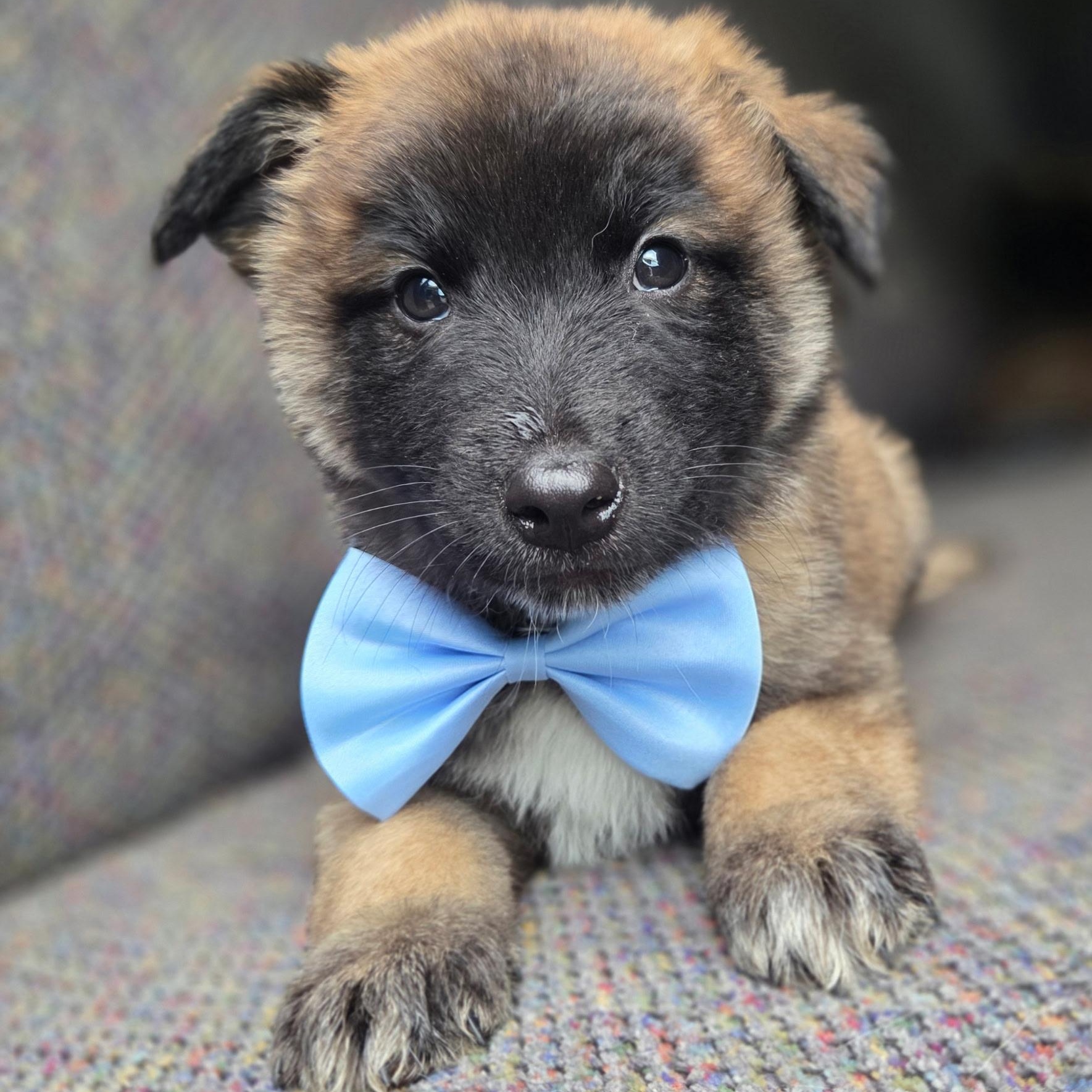 Enlarge Remy, a ADOPTABLE mixed breed in Gilbert, SC image 1/6