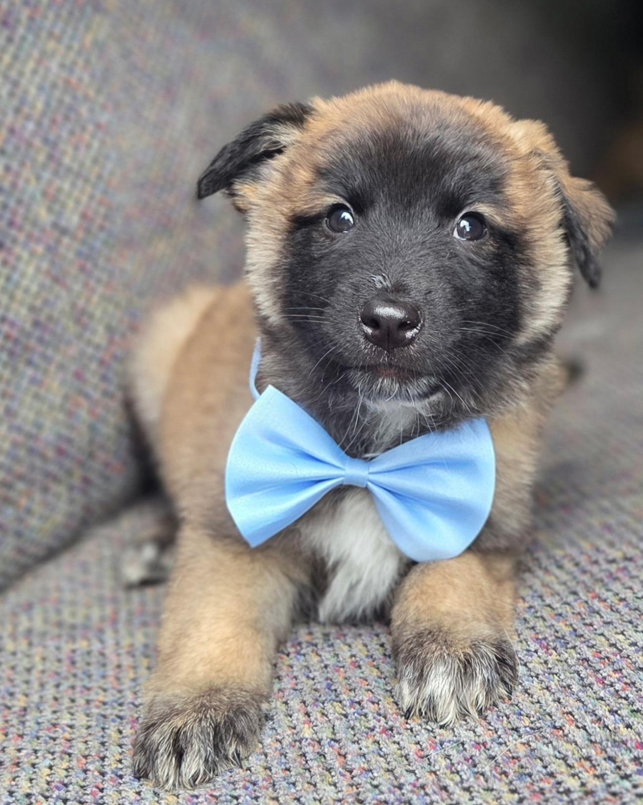 Enlarge Remy, a ADOPTABLE mixed breed in Gilbert, SC image 3/6