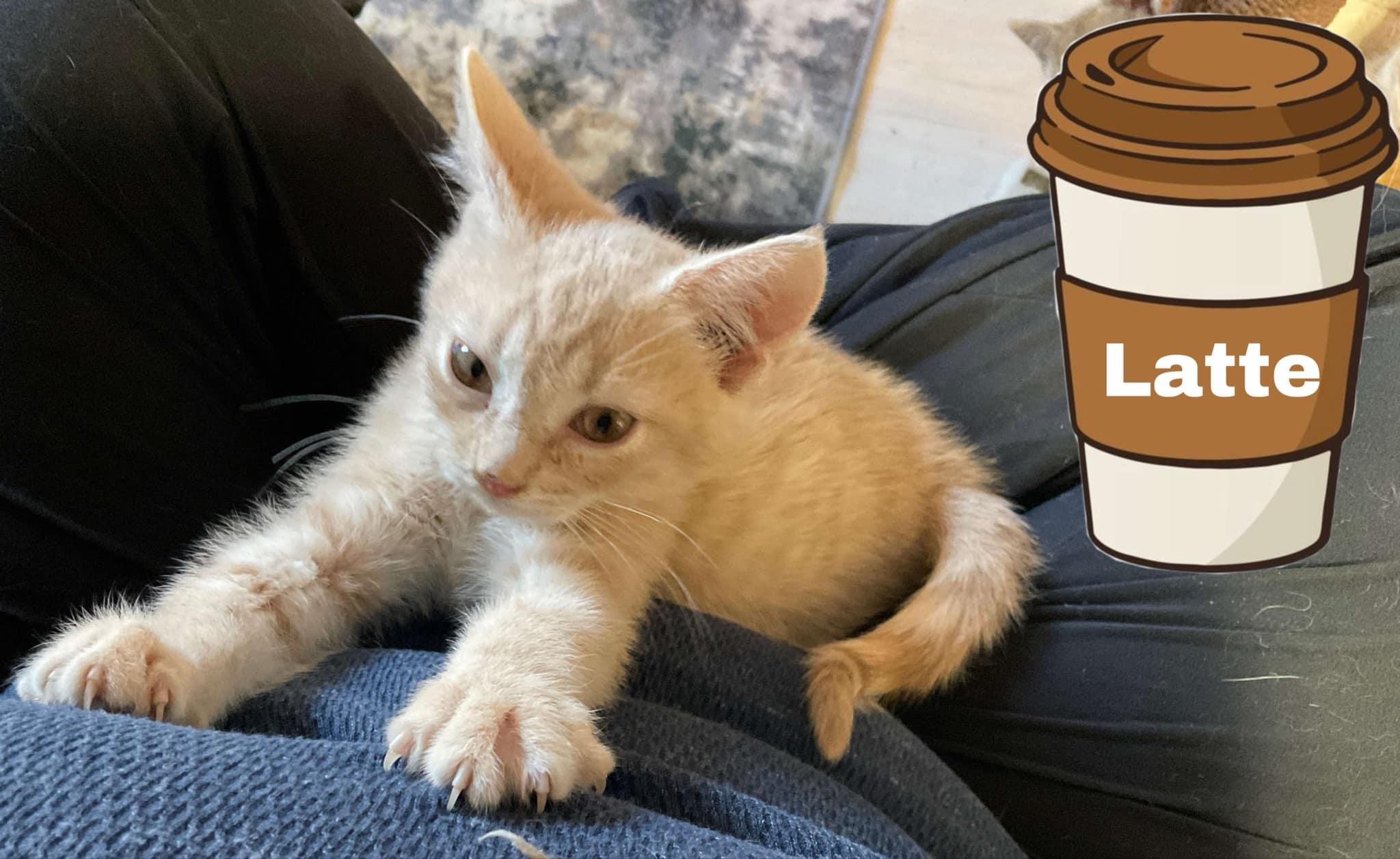 Latte, an adopted Domestic Short Hair in Crystal Lake, IL image 2/5