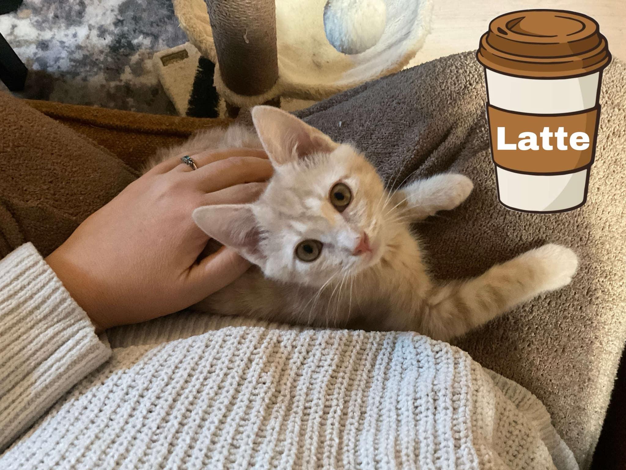 Latte, adopted, Kitten Male Domestic Short Hair.