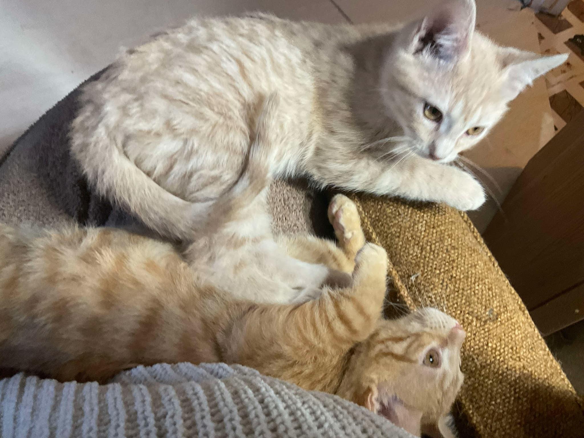 Latte, an adopted Domestic Short Hair in Crystal Lake, IL image 3/5