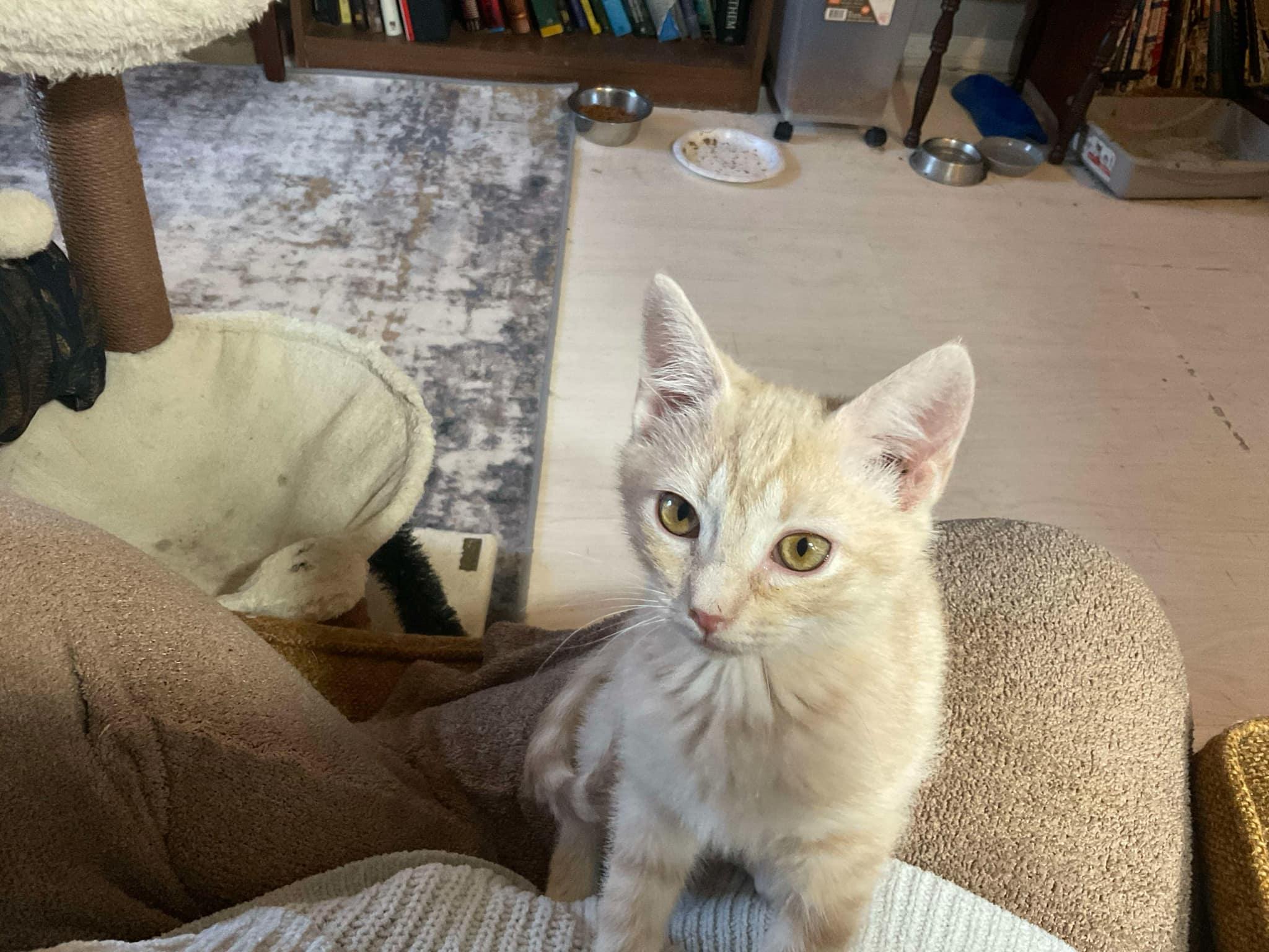 Latte, an adopted Domestic Short Hair in Crystal Lake, IL image 4/5