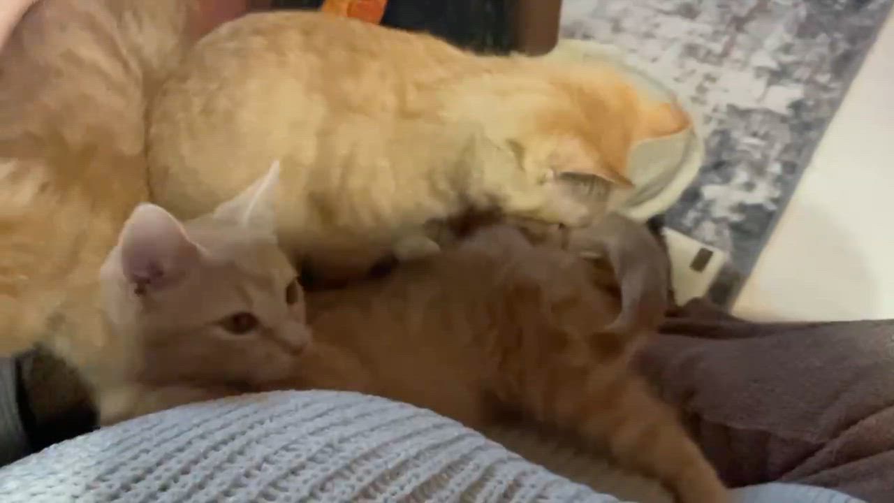 Enlarge Latte, an adopted Domestic Short Hair in Crystal Lake, IL video 5/5