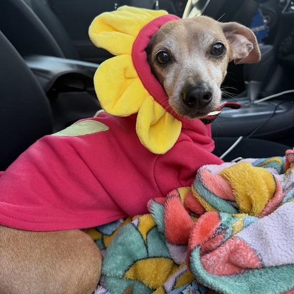 Enlarge Daisy, a ADOPTABLE mixed breed in Thornton, PA image 3/4