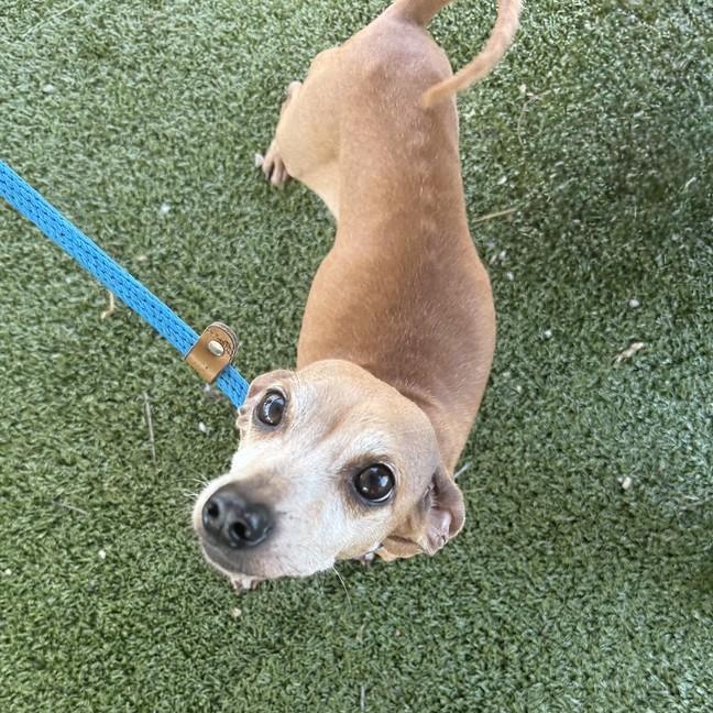 Daisy, ADOPTABLE, Adult Female Dachshund & Chihuahua.