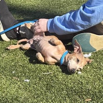 Enlarge Daisy, a ADOPTABLE mixed breed in Thornton, PA image 2/4