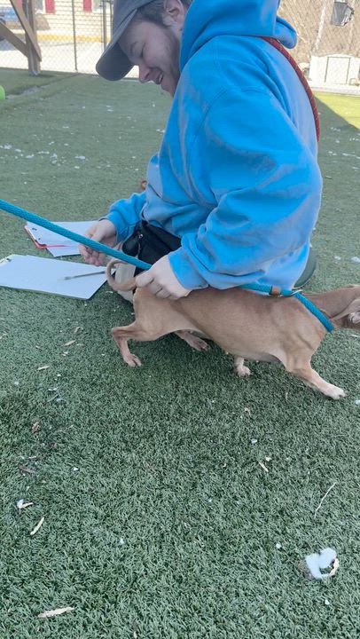 Enlarge Daisy, a ADOPTABLE mixed breed in Thornton, PA video 4/4