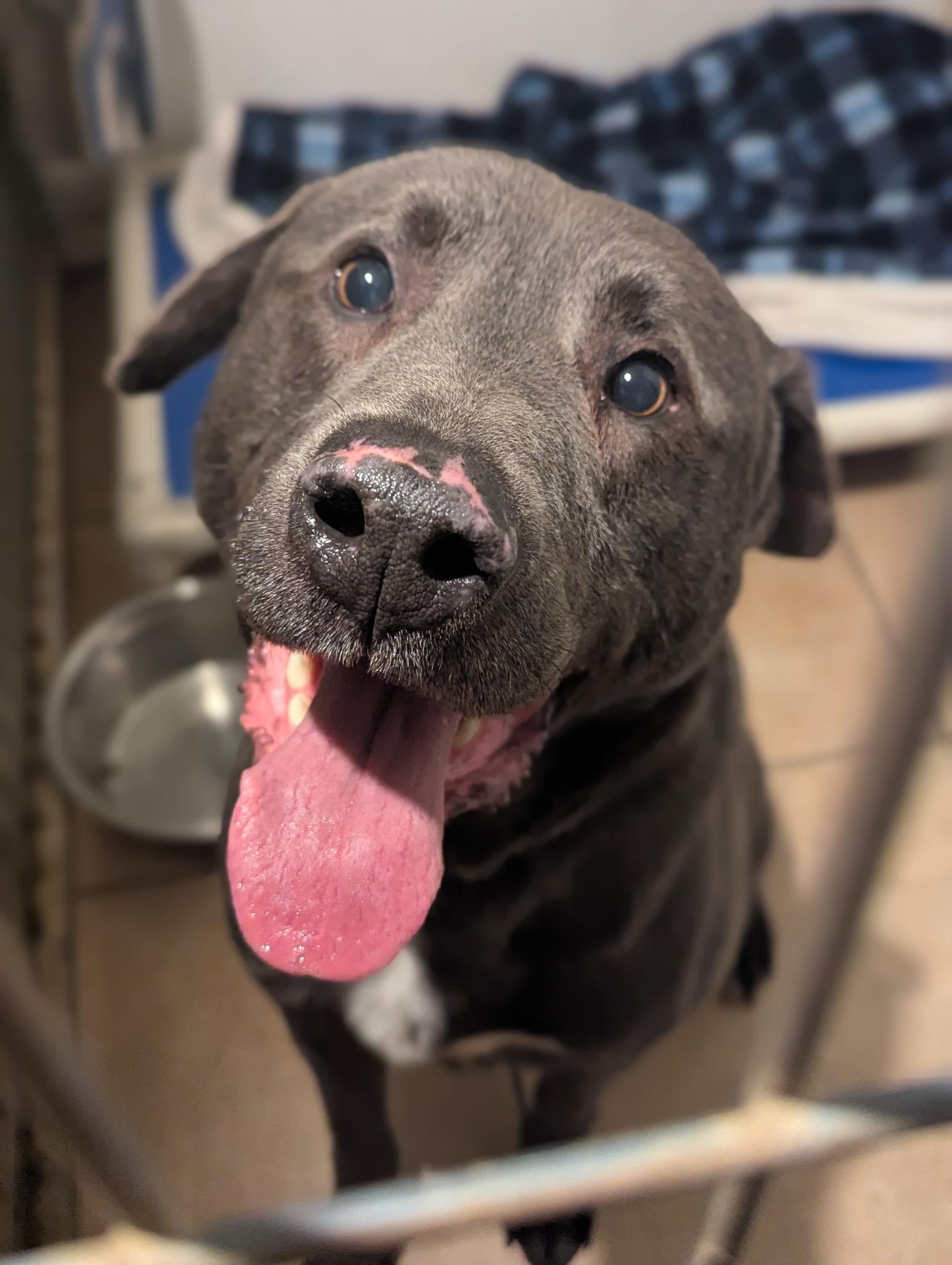 Cooper, Adoptable, Adult Male Labrador Retriever.