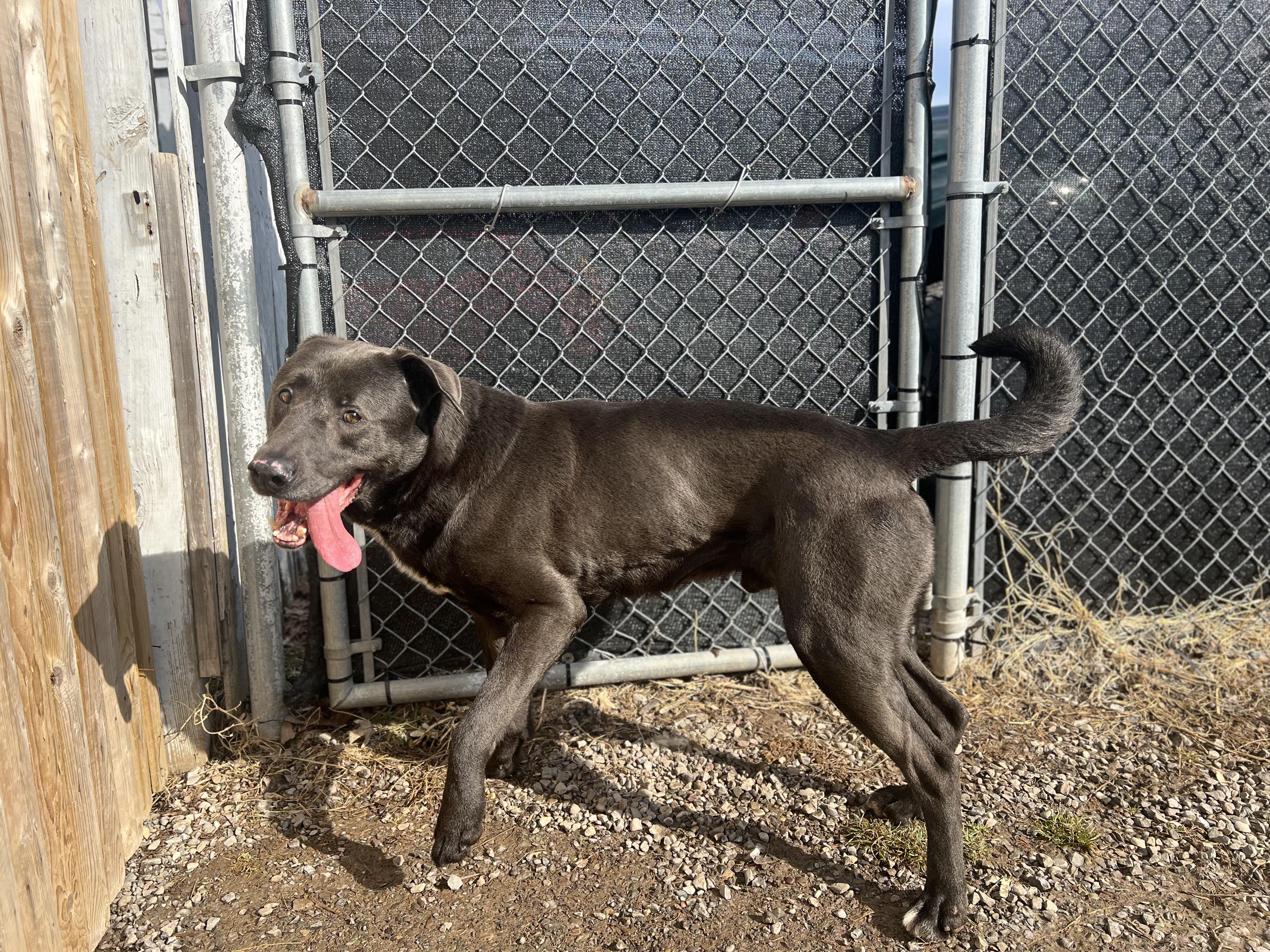 Enlarge Cooper, a Adoptable mixed breed in CHURCHVILLE, NY image 2/3