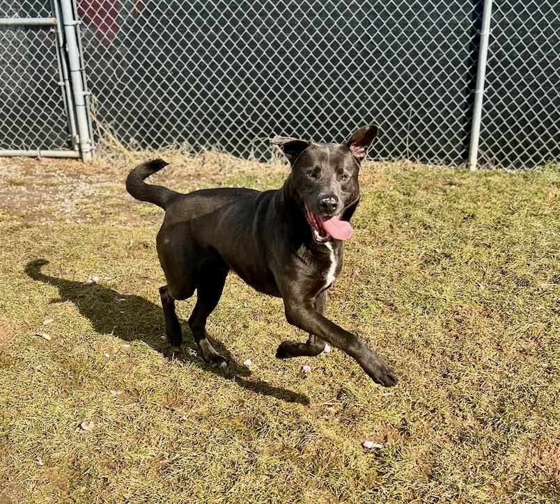Enlarge Cooper, a Adoptable mixed breed in CHURCHVILLE, NY image 3/3