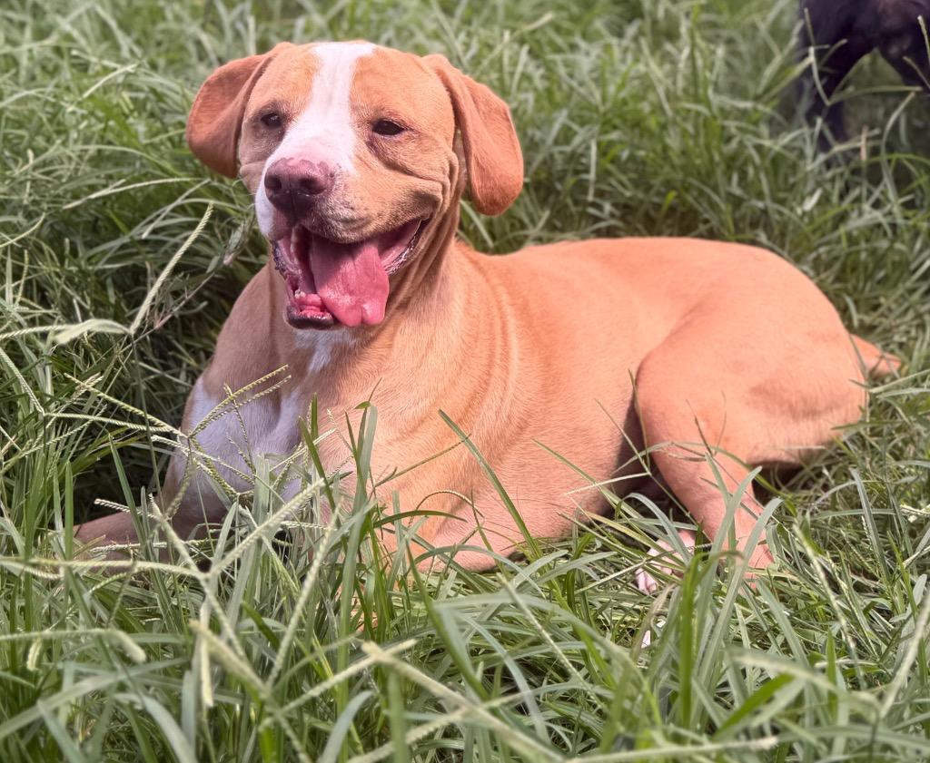 Jaxon, Adoptable, Adult Male Beagle & Mixed Breed.