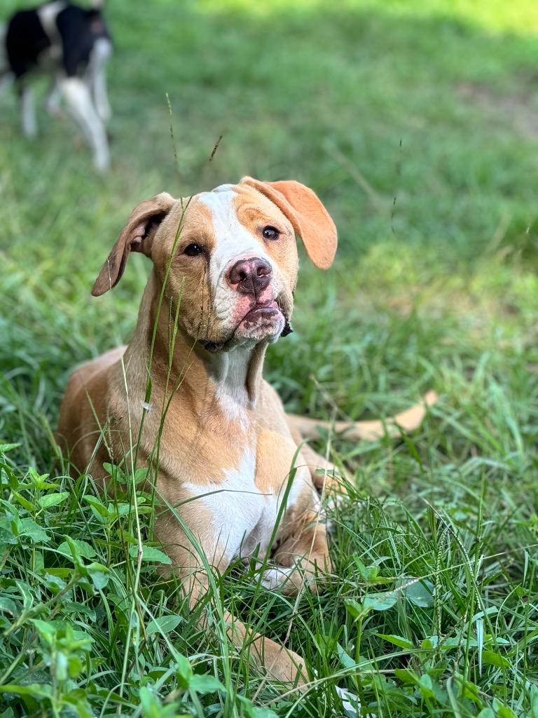 Enlarge Jaxon, a Adoptable mixed breed in Waynesville, GA image 2/6