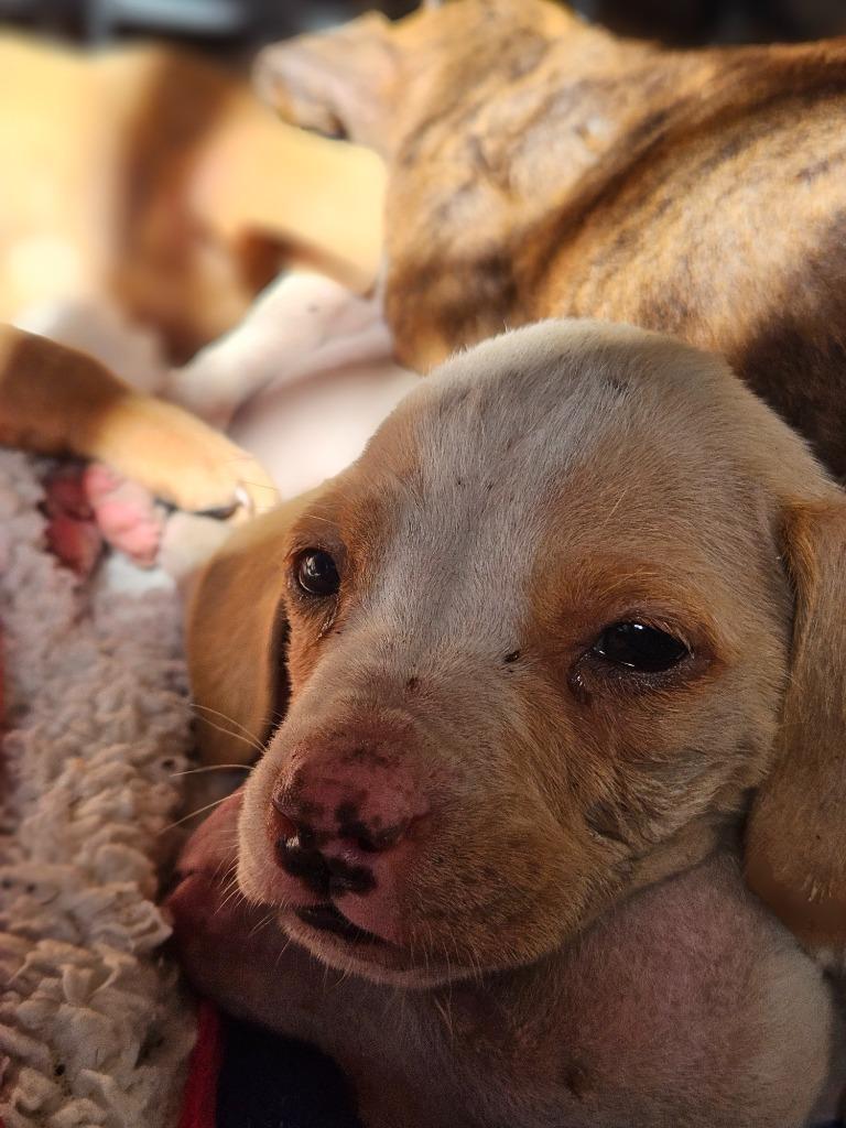 Enlarge Jaxon, a Adoptable mixed breed in Waynesville, GA image 3/6