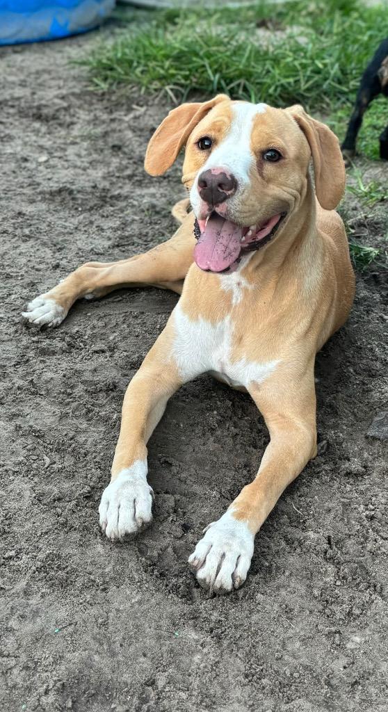 Enlarge Jaxon, a Adoptable mixed breed in Waynesville, GA image 4/6