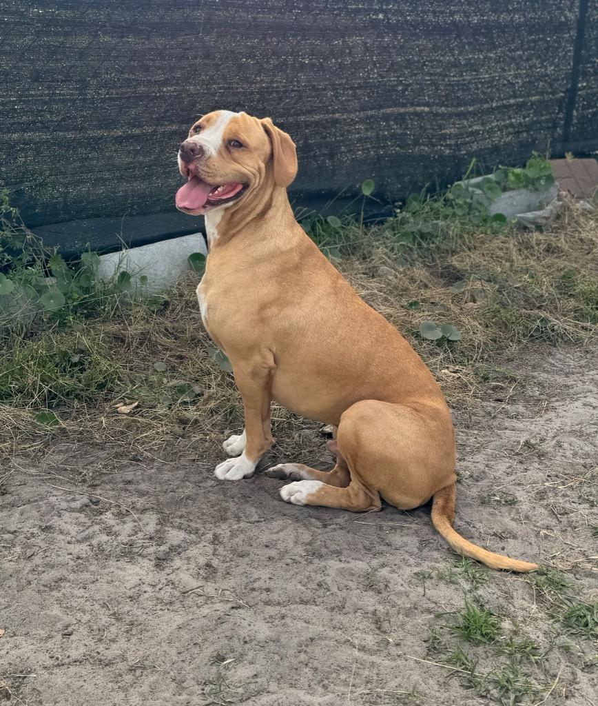 Enlarge Jaxon, a Adoptable mixed breed in Waynesville, GA image 5/6